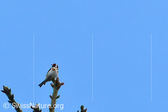 Foto: Distelfink (Carduelis carduelis).