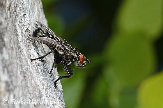 Foto: Wahrscheinlich Graue Fleischfliege (Sarcophaga carnaria). Länge 14mm. Ansicht von der Seite.