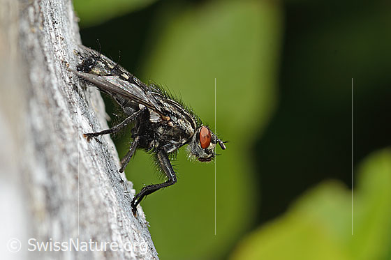 Foto: Wahrscheinlich Graue Fleischfliege (Sarcophaga carnaria). Länge 14mm. Ansicht von der Seite.