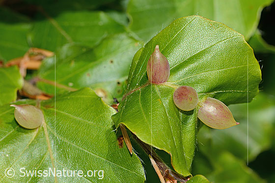 Foto: Pflanzengallen der Buchengallmücke (Mikiola fagi) an Rotbuche (Fagus sylvatica). Länge 8mm.