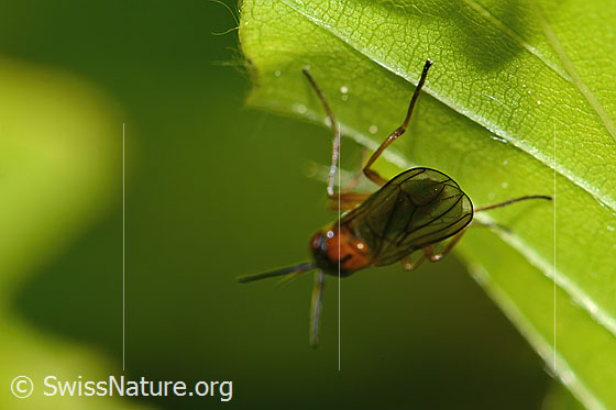 Photo: Loxocera aristata. Length 6mm. View from behind.