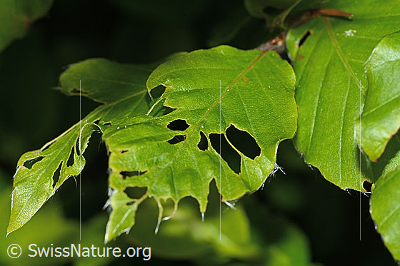 Foto: Wahrscheinlich Frassspuren des Buchenspringrüssler (Orchestes fagi) an Blatt einer Rotbuche (Fagus sylvatica).