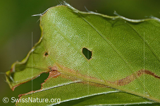 Foto: Wahrscheinlich Mine des Buchenspringrüssler (Orchestes fagi) in Blatt einer Rotbuche (Fagus sylvatica).