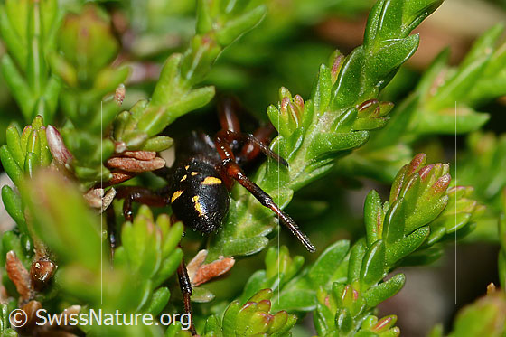 Foto: Wahrscheinlich Asagena phalerata (Kugelspinnen). Körperlänge: 4-5mm. Ansicht von hinten.