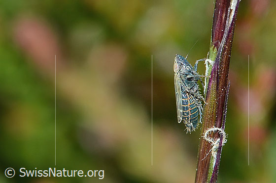 Foto: Bunte Graszirpe (Errastunus ocellaris). Länge 3mm. Ansicht von der Seite.