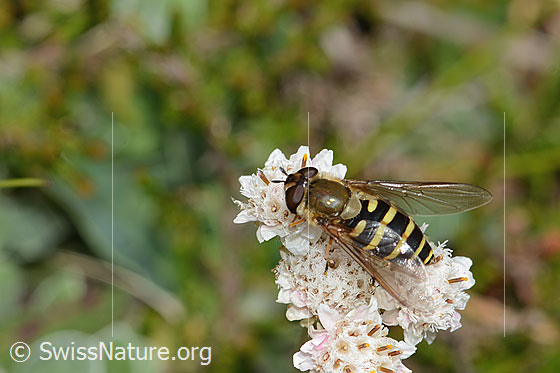 Foto: Behaarte Schwebfliege (Syrphus torvus) auf Gemeinem Katzenpfötchen (Antennaria dioica). Länge 12mm. Weibchen. Ansicht von oben.