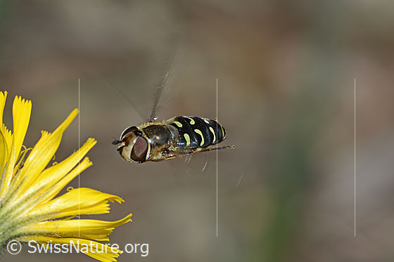 Foto: Mondfleck-Feldschwebfliege (Eupeodes luniger) auf Blume. Länge 9 - 12mm. Weibchen. Im Flug. Ansicht von schräg vorne.
