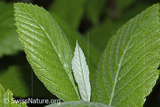 Foto: Bergulme (Ulmus glabra). Blätter.