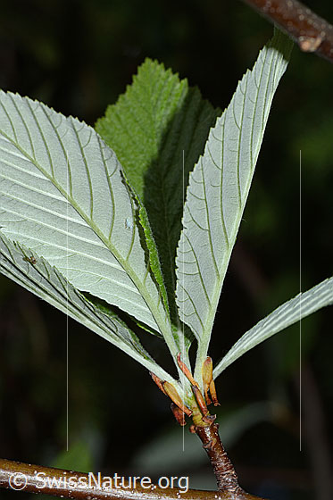 Foto: Bergulme (Ulmus glabra). Blätter. Blattunterseite.