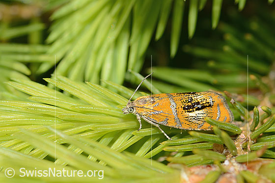 Foto: Prachtwickler (Olethreutes arcuella) auf Nadelbaum. Ansicht von der Seite.