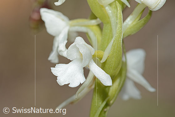 Foto: Wahrscheinlich Langspornige Handwurz (Gymnadenia conopsea). Blüte. Weisses Exemplar.