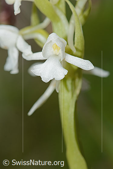 Foto: Wahrscheinlich Langspornige Handwurz (Gymnadenia conopsea). Blüte und Stängel. Weisses Exemplar.