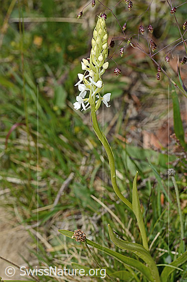 Foto: Wahrscheinlich Langspornige Handwurz (Gymnadenia conopsea). Ganze Pflanze (Habitus). Weisses Exemplar.