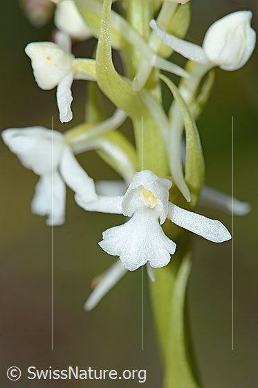 Foto: Wahrscheinlich Langspornige Handwurz (Gymnadenia conopsea). Blüte und Stängel. Weisses Exemplar.