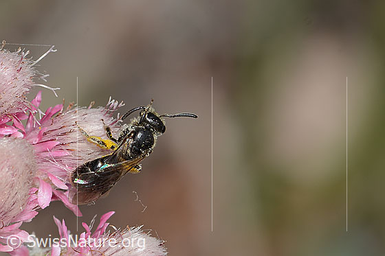 Foto: Wahrscheinlich Dufourea minuta (Glanzbiene) auf Gemeinem Katzenpfötchen (Antennaria dioica). Länge 6mm. Weibchen. Ansicht von schräg oben.
