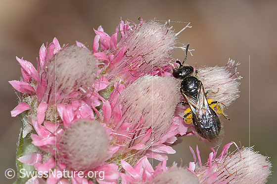 Foto: Wahrscheinlich Dufourea minuta (Glanzbiene) auf Gemeinem Katzenpfötchen (Antennaria dioica). Länge 6mm. Weibchen. Ansicht von oben.
