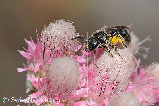 Foto: Wahrscheinlich Dufourea minuta (Glanzbiene) auf Gemeinem Katzenpfötchen (Antennaria dioica). Länge 6mm. Weibchen. Ansicht von schräg vorne.