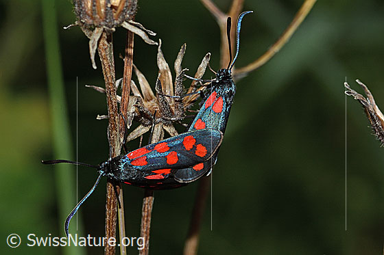 Foto: Gewöhnliche Widderchen (Zygaena filipendulae). Paarung. Ansicht von oben.