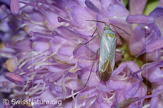 Foto: Placochilus seladonicus (Weichwanze) auf Wald-Witwenblume (Knautia dipsacifolia). Länge 6mm. Ansicht von oben.