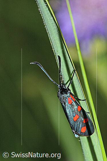 Foto: Gewöhnliches Widderchen (Zygaena filipendulae). An Grashalm.