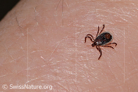 Foto: Zecke oder Gemeiner Holzbock (Ixodes ricinus). Männchen. Länge: ca. 2.5mm. Ansicht von seitlich vorne oben.