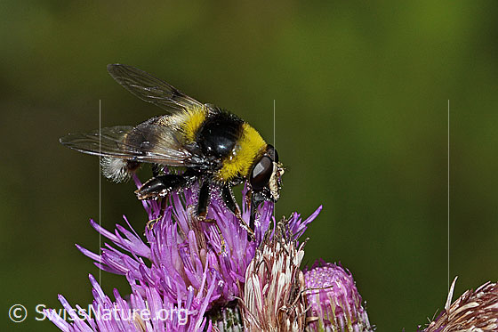 Foto: Hummel-Gebirgsschwebfliege (Sericomyia bombiformis) an Sumpf-Kratzdistel (Cirsium palustre). Länge 16mm. Ansicht von der Seite.