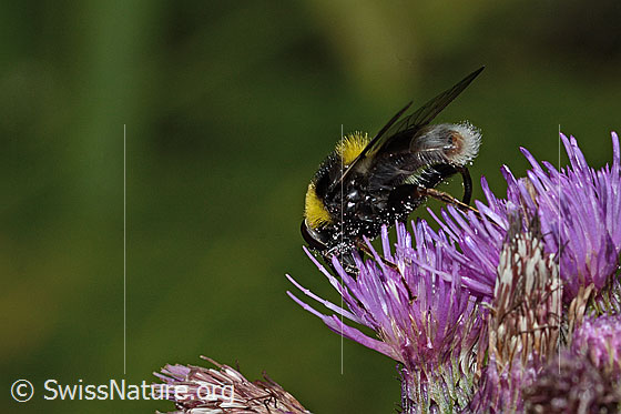 Foto: Hummel-Gebirgsschwebfliege (Sericomyia bombiformis) an Sumpf-Kratzdistel (Cirsium palustre). Länge 16mm. Ansicht von der Seite.