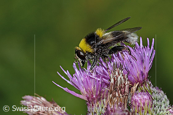 Photo: Sericomyia bombiformis on Cirsium palustre. Length 16mm. View from the side.