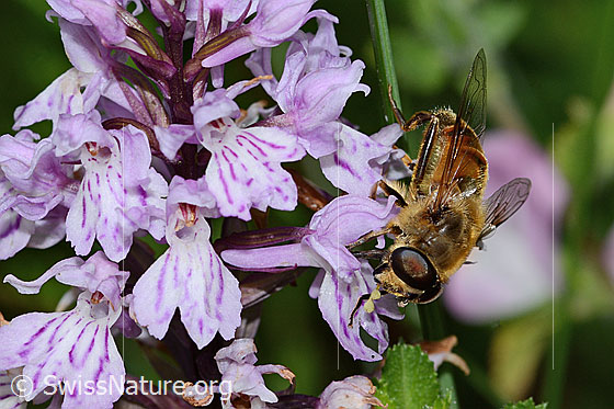 Foto: Mistbiene (Eristalis tenax) auf Fuchs