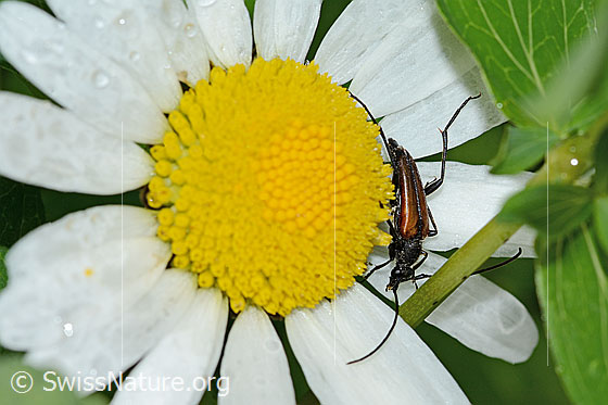 Foto: Kleiner Schmalbock (Stenurella melanura) an gewöhnlicher Wiesen-Margerite (Leucanthemum vulgare). Länge 11mm. Männchen. Dieser Bockkäfer wird auch Gemeiner Schmalbock (Strangalia melanura) genannt. Ansicht von oben.