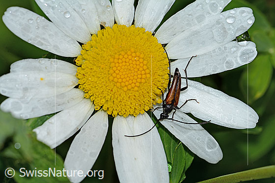 Foto: Kleiner Schmalbock (Stenurella melanura) an gewöhnlicher Wiesen-Margerite (Leucanthemum vulgare). Länge 11mm. Männchen. Dieser Bockkäfer wird auch Gemeiner Schmalbock (Strangalia melanura) genannt. Ansicht von oben.