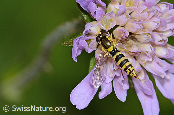 Foto: Gewöhnliche Langbauchschwebfliege (Sphaerophoria scripta) auf Wald-Witwenblume (Knautia dipsacifolia). Flügel angewinkelt. Ansicht von oben.
