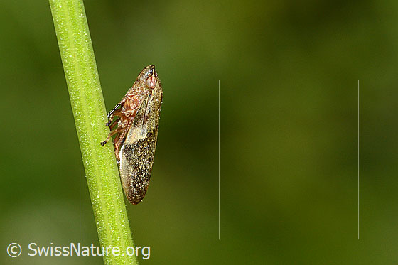 Photo: Aphrophora alni on stalk of a Leucanthemum vulgare. Length 8mm. View from the side.