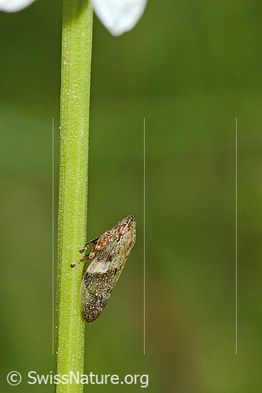 Foto: Erlenschaumzikade (Aphrophora alni) an Halm einer Gewöhnliche Wiesen-Margerite (Leucanthemum vulgare). Länge 8mm. Ansicht von schräg oben.