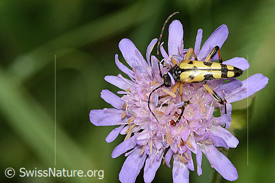 Foto: Gefleckter Schmalbock (Rutpela maculata) auf Wald-Witwenblume (Knautia dipsacifolia). Länge 20mm. Ansicht von oben.