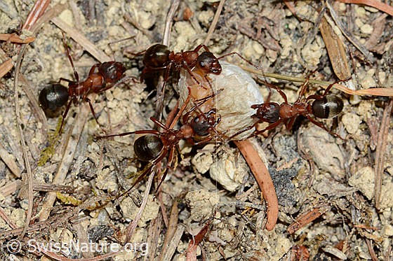 Foto: Kahlrückige Waldameise (Formica polyctena). Länge 8mm. Wird auch Kleine Rote Waldameise genannt.