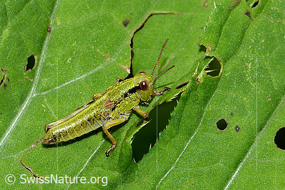 Photo: Miramella alpina. Length 16mm. Nymph stage 5. View from the side.