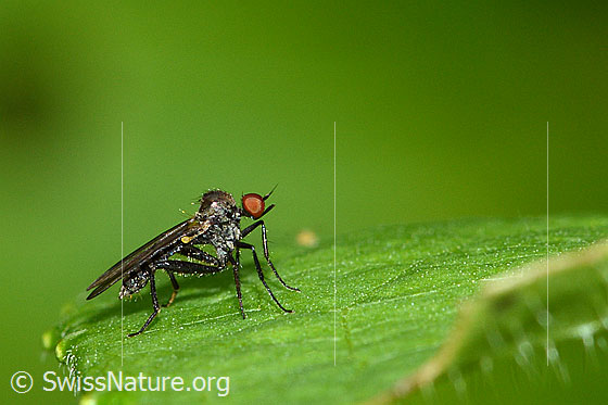 Hybos culiciformis (Buckeltanzfliege)