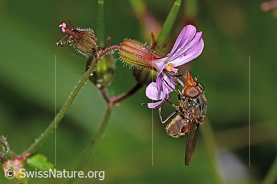 Foto: Gemeine Schnauzenschwebfliege (Rhingia campestris) auf Ruprechtskraut (Geranium robertianum). Länge 8 - 11mm. Wird auch Feld-Schnabelschwebfliege genannt. Ansicht von schräg vorne.