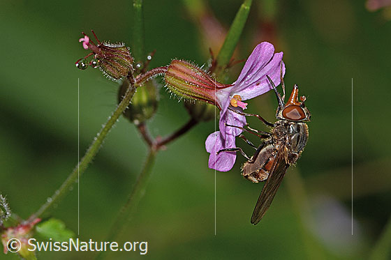 Foto: Gemeine Schnauzenschwebfliege (Rhingia campestris) auf Ruprechtskraut (Geranium robertianum). Länge 8 - 11mm. Wird auch Feld-Schnabelschwebfliege genannt. Ansicht von der  Seite.