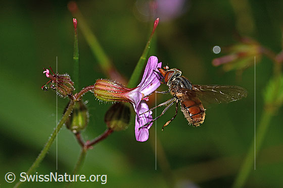 Foto: Gemeine Schnauzenschwebfliege (Rhingia campestris) auf Ruprechtskraut (Geranium robertianum). Länge 8 - 11mm. Wird auch Feld-Schnabelschwebfliege genannt. Flügel geöffnet. Ansicht von der Seite.