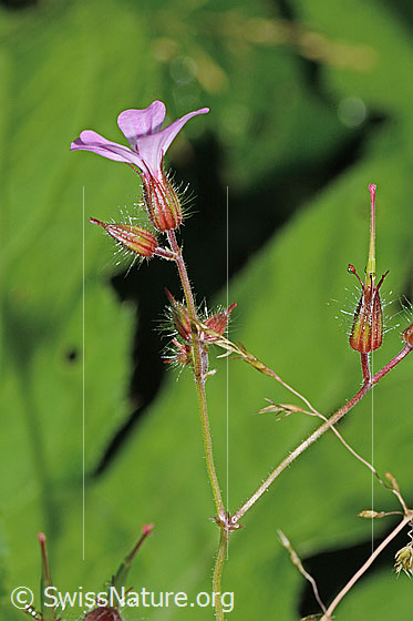 Foto: Ruprechtskraut (Geranium robertianum). Blüte und Stängel.