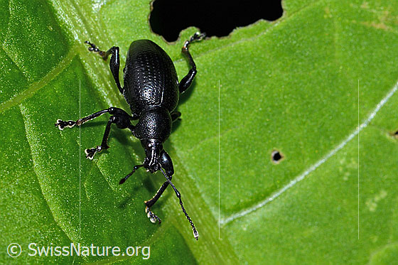 Foto: Schwarzbeiniger Dickmaulrüssler (Otiorhynchus morio). Ansicht von schräg vorne.
