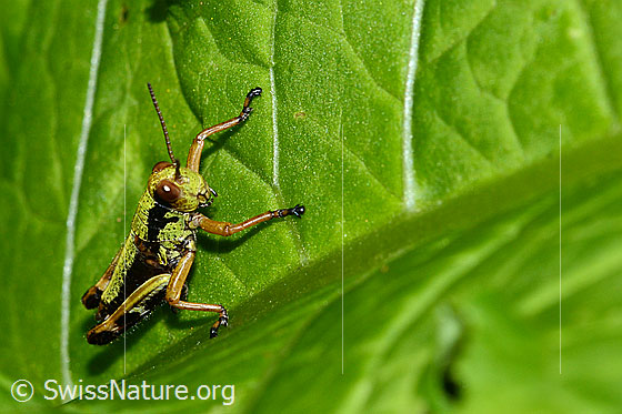 Photo: Miramella alpina. Length 16mm. Nymph stage 5. View diagonally from the front.