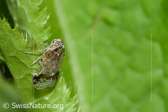 Busch-Glasflügelzikade (Cixius cunicularius)