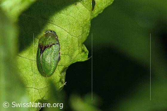 Photo: Probably Cassida rubiginosa. Length 7mm. View from the side.