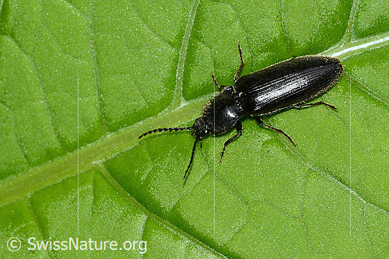 Photo: Hemicrepidius niger. Length 11mm. View from diagonally above.