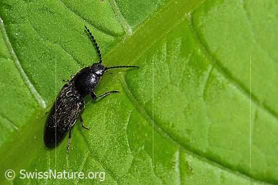 Photo: Hemicrepidius niger. Length 11mm. View from diagonally above.