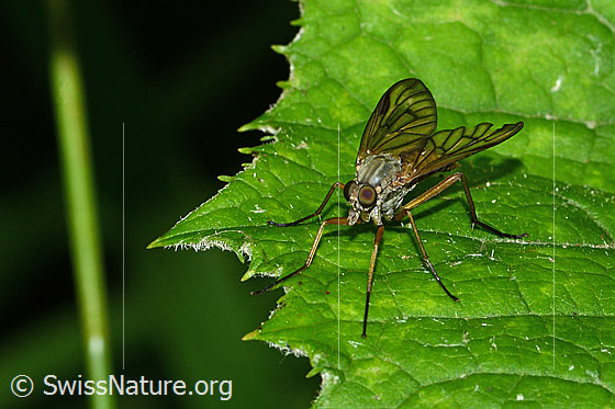 Foto: Gemeine Schnepfenfliege (Rhagio scolopaceus). Länge 13mm. Weibchen. Ansicht von schräg vorne.