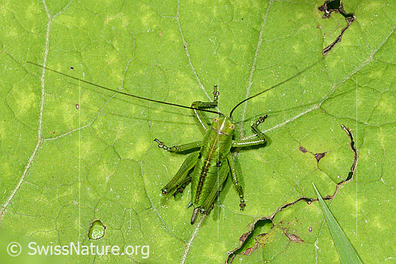 Photo: Tettigonia viridissima. Female. (5. Nymph stage).